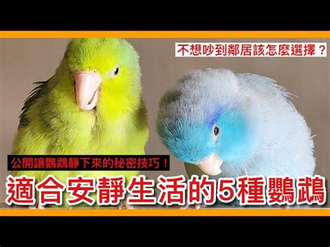 可以養的鳥|12 種最友善的寵物鳥類：初學者的最佳夥伴！